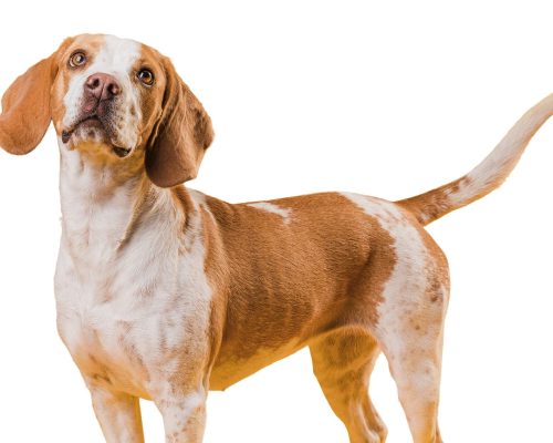 Síndrome da cabeça tombada em pets: o que é isso? clínica veterinária 24h