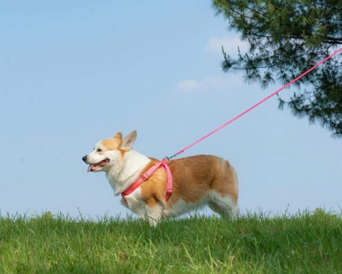 Gravidez psicologica em cachorra: Como identificar, clínica veterinária 24h