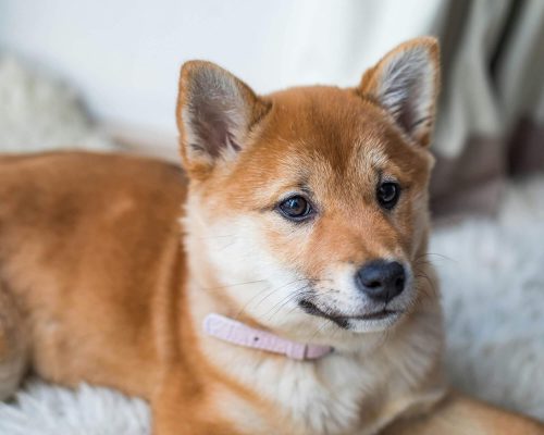 Cachorro de apartamento precisa vacinar? clínica veterinária 24h