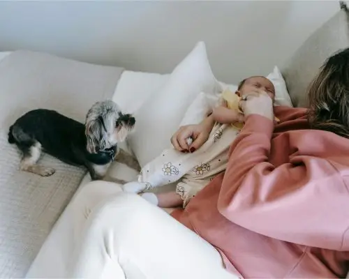 Cachorro sente ciúmes de bebê? clínica veterinária 24h
