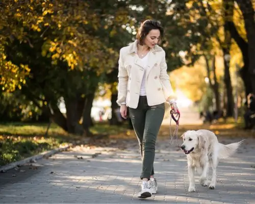 Posso sair para passear com cachorro cardíaco? clínica veterinária 24h