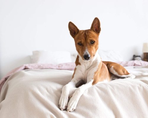 Cachorro de Apartamento Precisa Vacinar? Sim, Veja o Porquê! clínica veterinária 24h