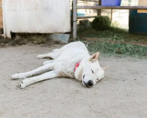 convulsao em cachorro