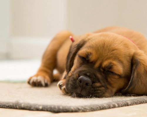 Meu cachorro dorme muito: o que pode ser? clínica veterinária 24h