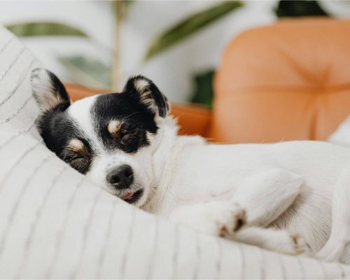 Meu cachorro ronca muito: é só ronco ou pode ser problema? clínica veterinária 24h