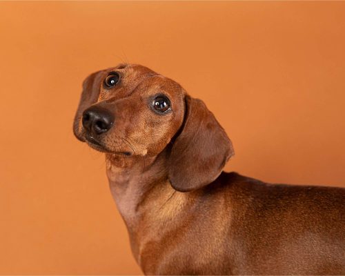 Meu cachorro tem soluços: é normal ou sinal de doença? clínica veterinária 24h
