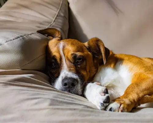 Por que o cachorro chora quando fica sozinho? clínica veterinária 24h