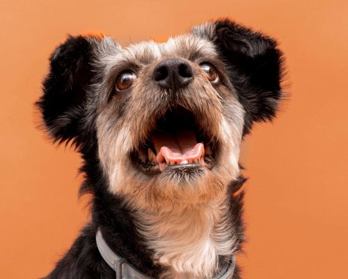 Meu cachorro tem tosse seca: pode ser cardíaco? clínica veterinária 24h