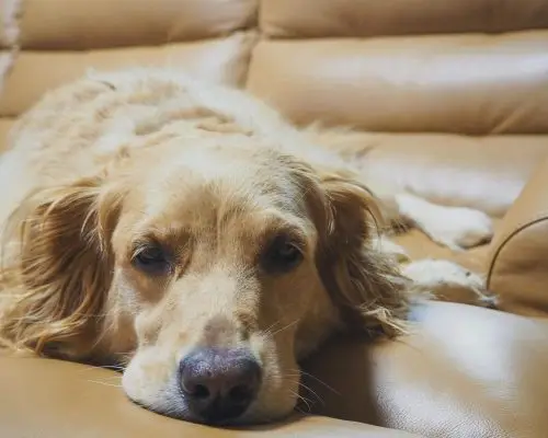 Cães com sopro podem fazer cirurgia? clínica veterinária 24h