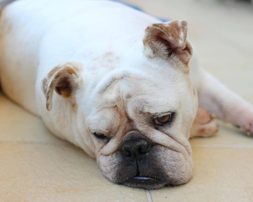 Meu cachorro parece cansar fácil: pode ser do coração? clínica veterinária 24h
