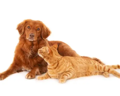 Cão e Gato na Mesma Casa: Cuidados e Adaptações Essenciais, clínica veterinária 24h