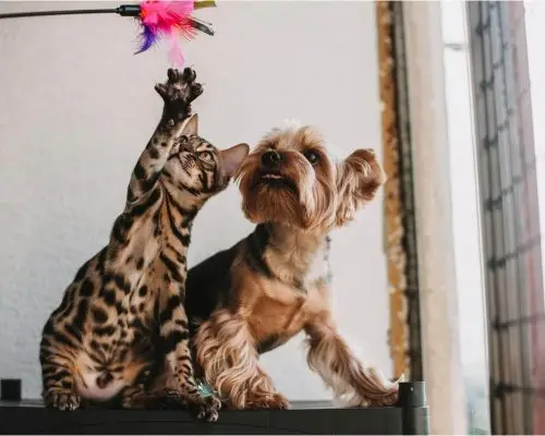 Cão e gato na mesma casa: cuidados e adaptações, clínica veterinária 24h