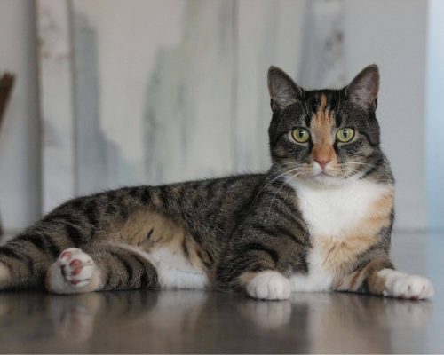 Pet castrado engorda mesmo? clínica veterinária 24h