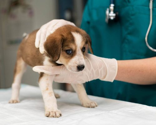 Qual a idade certa para castrar meu pet? clínica veterinária 24h