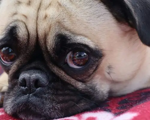 Catarata em cachorro tem cura? Como funciona a cirurgia? clínica veterinária 24h