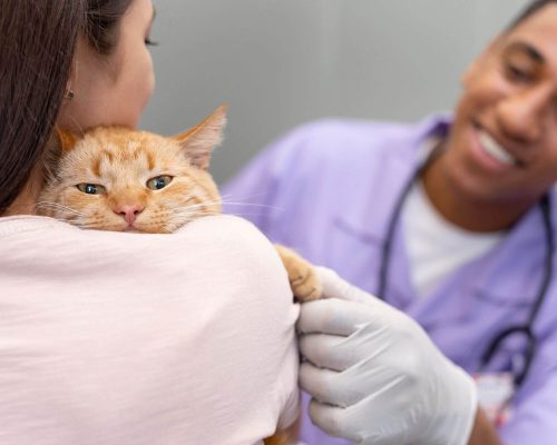 Microchip em pets: vale a pena?