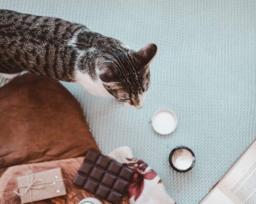 Chocolate para gatos: quais os riscos? clínica veterinária 24h