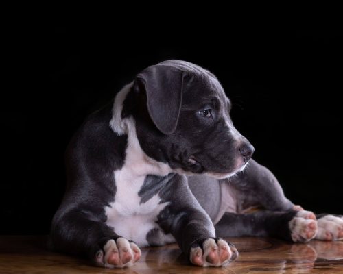 Meu cachorro chora à noite: é ansiedade? clínica veterinária 24h