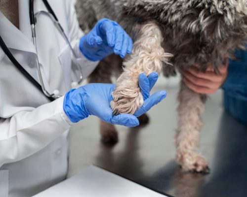 Cicatrização lenta em pets: o que atrapalha? clínica veterinária 24h