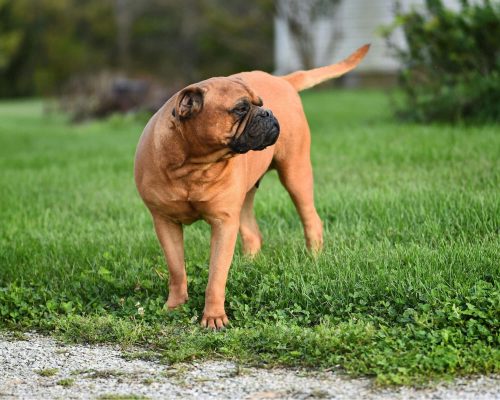 Meu cachorro está andando em círculos: pode ser neurológico? clínica veterinária 24h