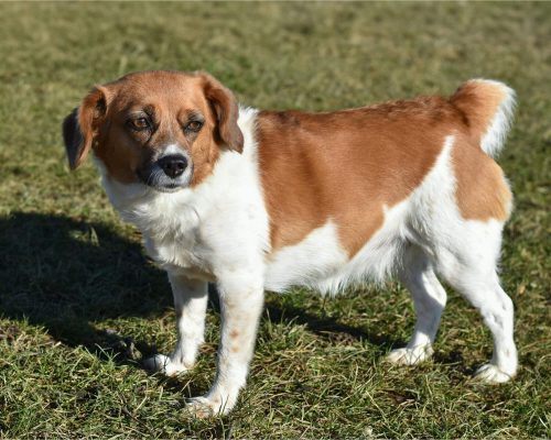 Meu pet anda em círculos e parece perdido: pode ser neurológico? clínica veterinária 24h