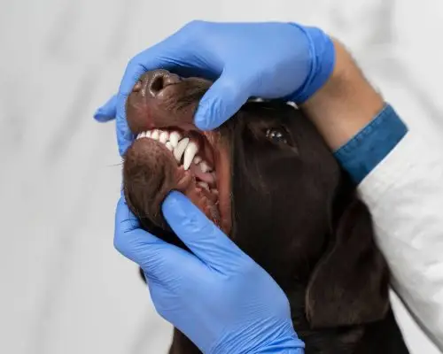 É seguro fazer cirurgia dentária no meu cachorro? clínica veterinária 24h