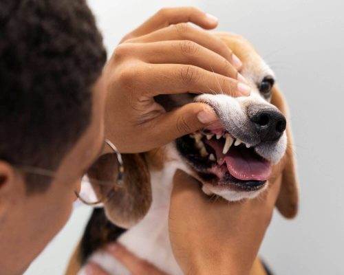 Dentista veterinário em urgências: quando procurar, clínica veterinária 24h
