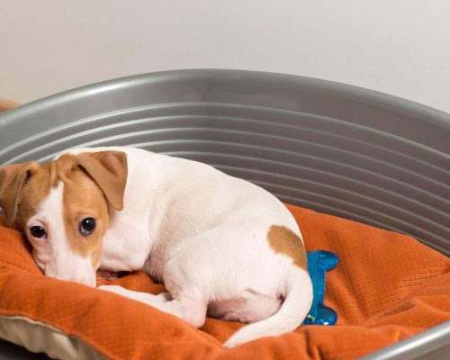 Cistite em pets: como aliviar os sintomas? clínica veterinária 24h