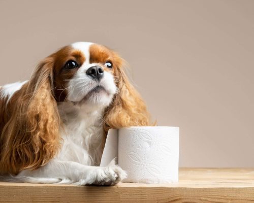 Cistite em cães: como tratar e prevenir? clínica veterinária 24h