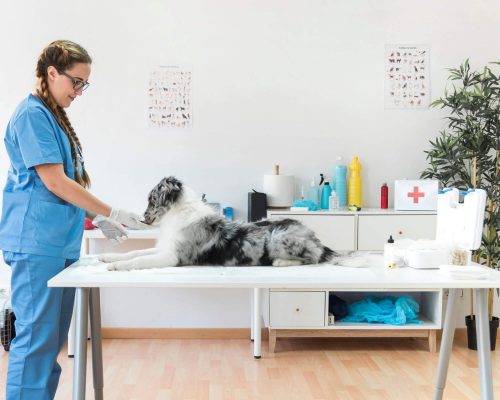 Como escolher uma clínica veterinária de confiança? clínica veterinária 24h