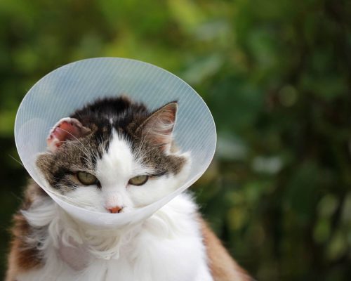 Como manter o colar elisabetano no lugar? clínica veterinária 24h