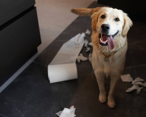 Por que meu cachorro come fezes? clínica veterinária 24h