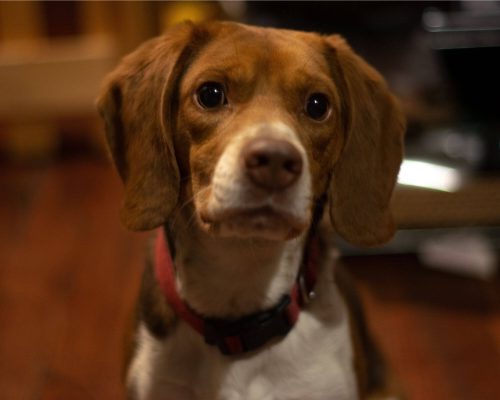 Meu cachorro parece confuso à noite: pode ser senilidade? clínica veterinária 24h