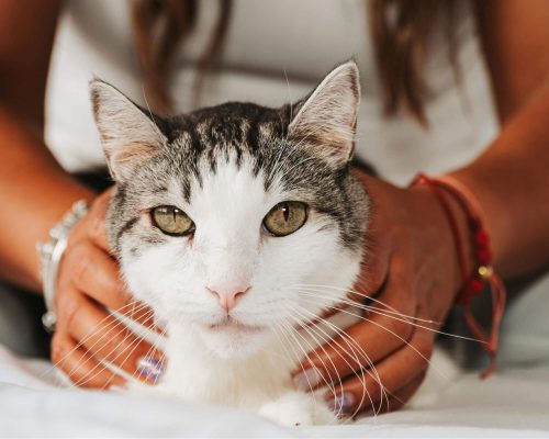 Gato com convulsão: causas e primeiros socorros, clínica veterinária 24h