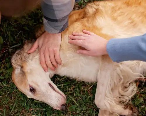 Meu cachorro está tendo convulsões: o que fazer? clínica veterinária 24h