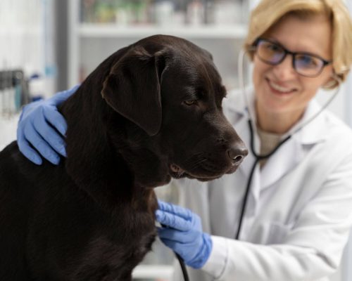 Coração dilatado em cães: o que isso significa? clínica veterinária 24h