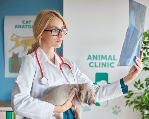 Coração grande no raio-x: o que isso quer dizer? clínica veterinária 24h
