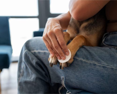 Cuidados com curativos em casa, clínica veterinária 24h