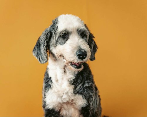 Síndrome de Cushing em cães: o que é isso? clínica veterinária 24h