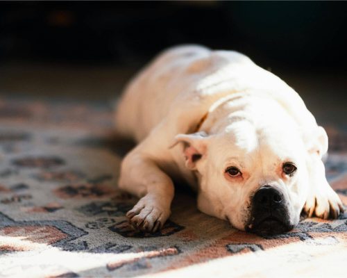 Síndrome de Cushing em pets: sinais discretos que ninguém nota, clínica veterinária 24h