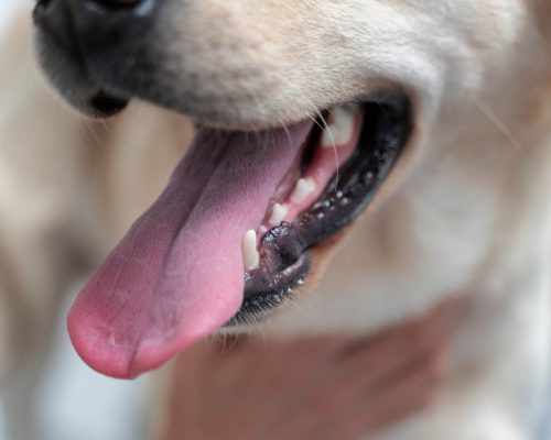 Dente mole em cachorro: o que fazer? clínica veterinária 24h