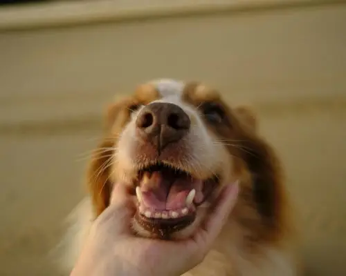 Escovar os dentes do meu cachorro: importância e cuidados