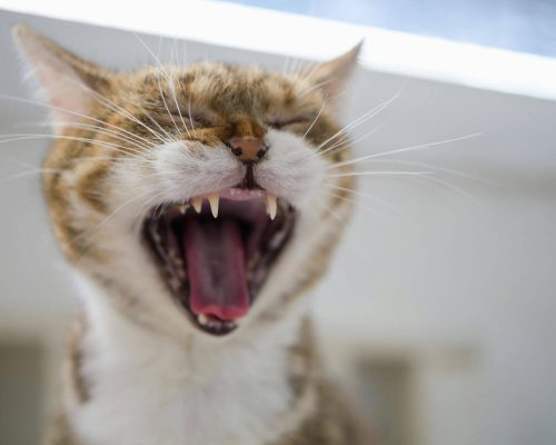 Escovar dente de gato: importância e cuidados, clínica veterinária 24h