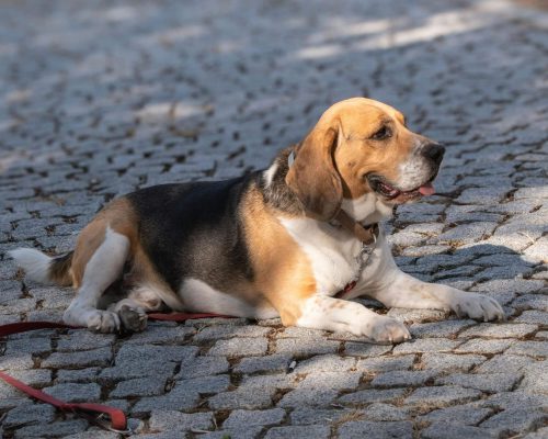 O que fazer se o pet sumir de casa? clínica veterinária 24h