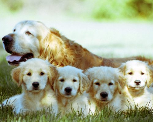 Como introduzir ração ao desmamar o filhote? clínica veterinária 24h