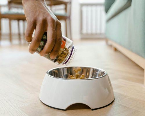 Dieta renal para cães: quando é indicada? clínica veterinária 24h