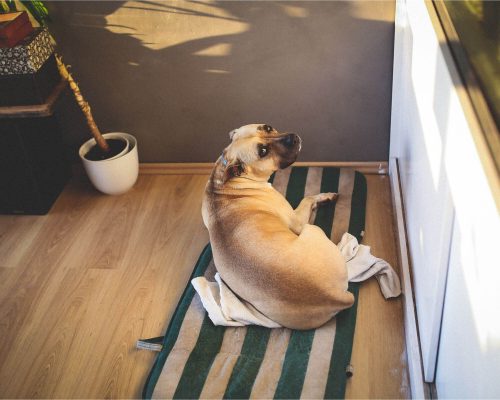 Pet com dificuldade para andar: o que pode ser? clínica veterinária 24h