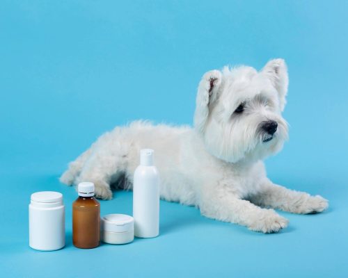 Posso dar dipirona para meu pet? clínica veterinária 24h