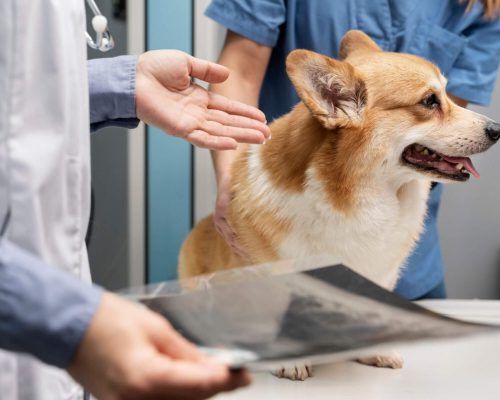 Doença do disco intervertebral: o que é isso? clínica veterinária 24h