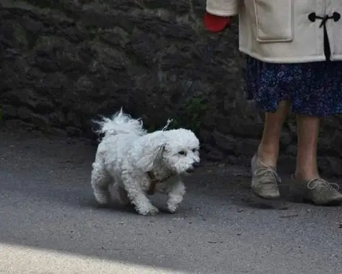 Como proteger meu pet de doenças de rua? clínica veterinária 24h